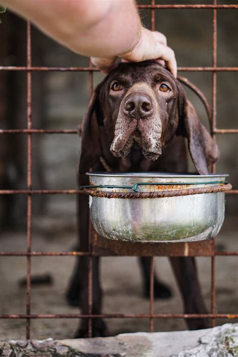 Brown and Black Animal Eyes · Free Stock Photo