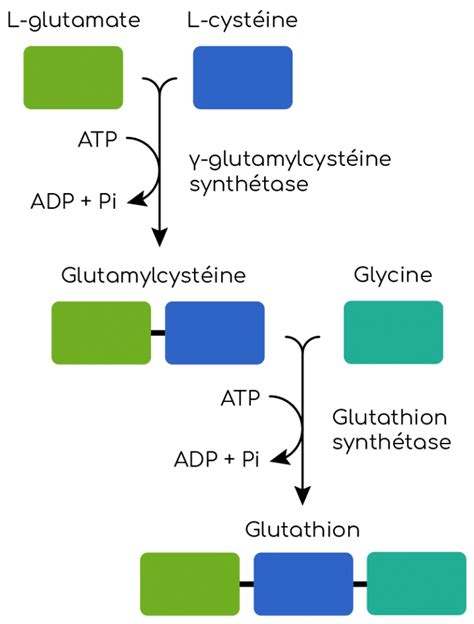 Glutathion Caract Ristiques Et R Les Biologiques Nutrixeal Info