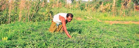 This Odisha tribe grows 20 crop varieties without jeopardising biodiversity