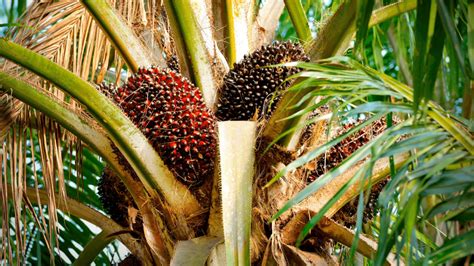 De Donde Sale El Aceite De Palma El Origen De Esta Sustancia