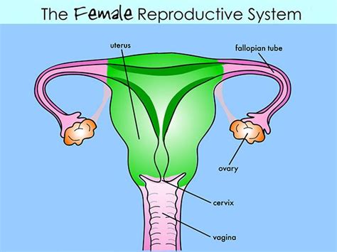 Kh Slideshow Thumbnail 1 Reproductive System Female Reproductive