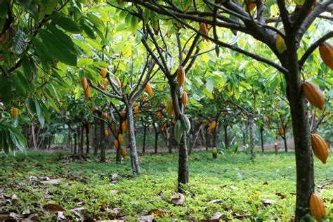 Invertir en cacao desde España 2024 Por qué está en máximos