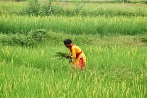 Area Sown Under Kharif Crop Increases To Over 979 Lakh Hectares The