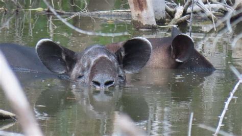 Noticia Día Internacional del Tapir qué está pasando en