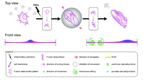 | Schematic overview of TNFα-induced reorganization of F-actin and its ... 
