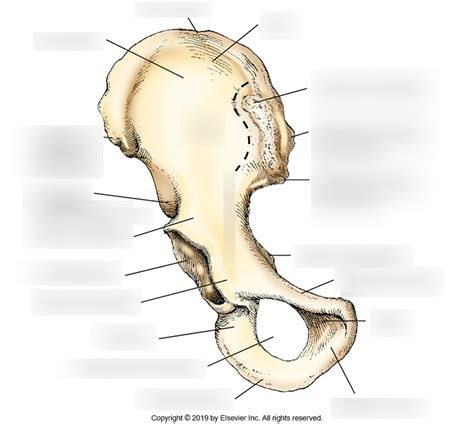 8 1 Anterior Aspect Of The Right Os Coxae Hip Bone Diagram Quizlet