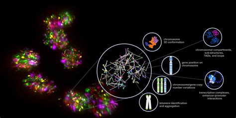 Acuity Spatial Genomics Visualize The 3d Genome