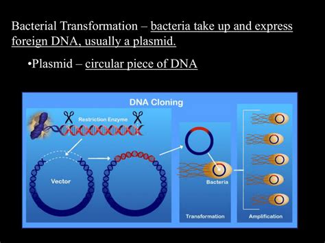 Bacterial Transformation Steps