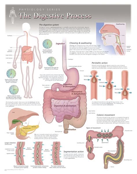 Digestive System Detailed Diagram