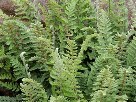 Plantfiles Pictures Woolly Lipfern Cheilanthes Tomentosa 1 By Palmbob