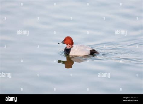 Common Pochard Male Aythya Ferina Jamnagar India Stock Photo Alamy
