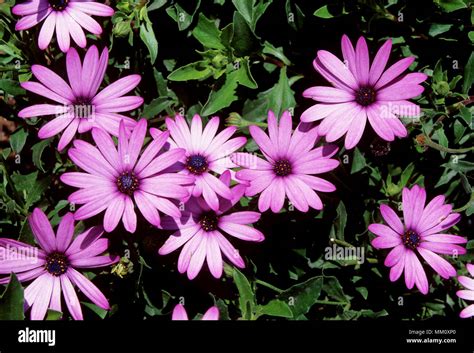 African Daisies In Bloom In A Garden Stock Photo Alamy