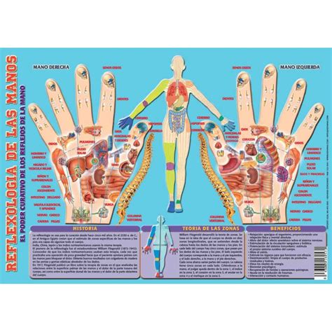 Reflexología De Las Manos Fisiomarket