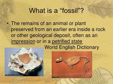 Ppt The Fossil Record Powerpoint Presentation Free Download Id1707679