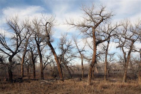 Dead Tree Landscape Stock Photo Image Of Landscape Trees 18795726