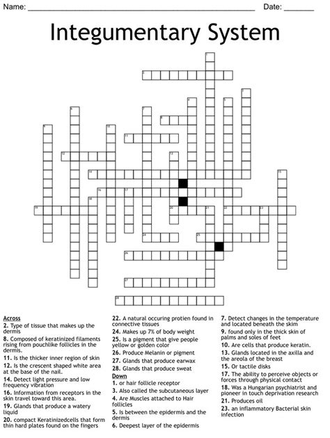 Integumentary System Crossword Integumentary System Crossword Puzzle