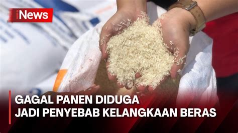 Gagal Panen Diduga Jadi Penyebab Kelangkaan Beras Di Mandailing Natal