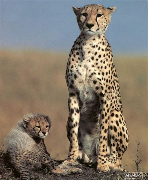 Cheetah Acinonyx Jubatus Mother And Cub Display Full Image