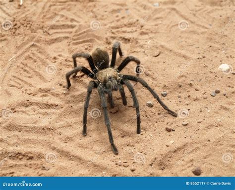 Tarantula Genus Aphonopelma Stock Image Image Of Soil Wildlife