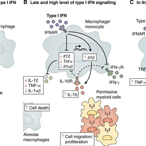 Alternative Pathways Of Type I Ifn Induction During M Tuberculosis