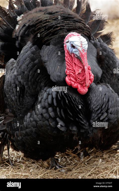 Norfolk Black Turkey Portrait Stock Photos And Norfolk Black Turkey