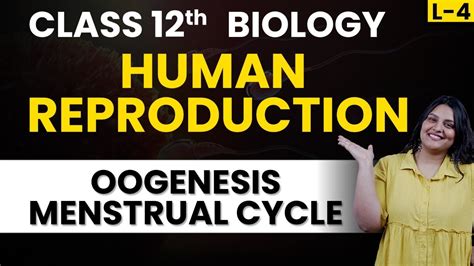 CBSE Class 12 Biology NCERT Ch 3 Human Reproduction Oogenesis