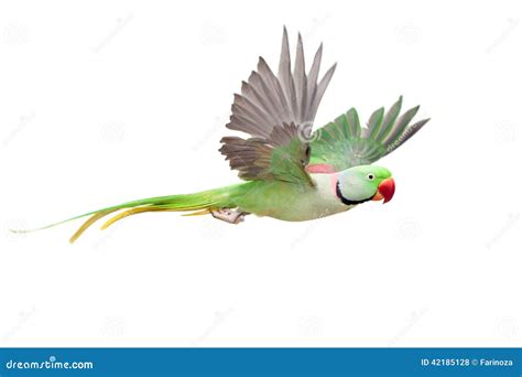 Alexandrine Parakeet - Big Ringed Or Alexandrian Parrot Sits In A Cage Locked Up Stock Photo ...