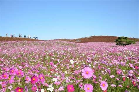 コスモス畑で有名な国営ひたち海浜公園へ行こう近くの観光名所や格安なホテルはどこ 四季を楽しむ旅と宿の情報ラウンジ