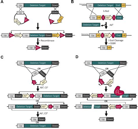 Frontiers Bacterial Genome Reductions Tools Applications And