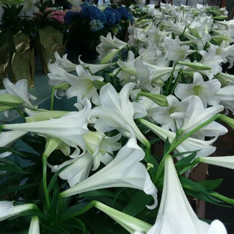 Lilium Longiflorum Lily Species Easter Lily Uploaded By Akasha