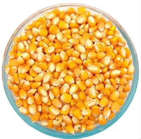 Dry Hybrid Yellow Maize Seeds High In Protein Packaging Type