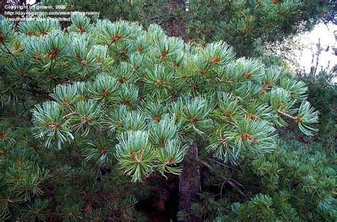 Plantfiles Pictures Japanese White Pine Tempelhof Pinus Parviflora By Growin