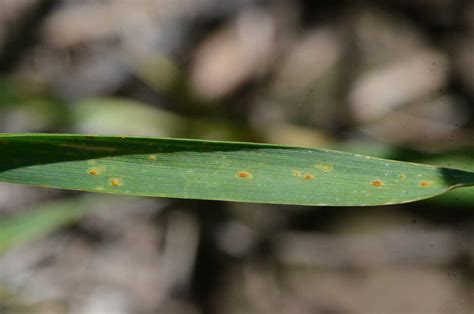 Wheat Update: Leaf Rust Confirmed, Stripe Rust Widespread But at Low Levels | CropWatch ...