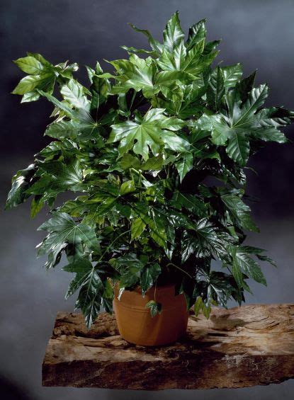 5 Japanese Indoor Plants That Will Bring a Sense of Calm | Livingetc