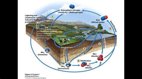 Nitrogen Cycle Youtube