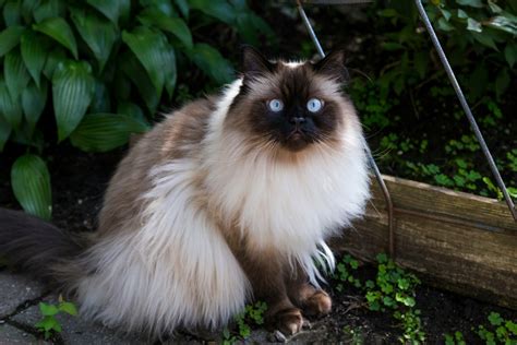 Himalayan Cat Breed Fun Facts Blog Cattitude