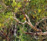 Bundala And Tissa Wetlands Sri Lanka Activities Red Dot Tours