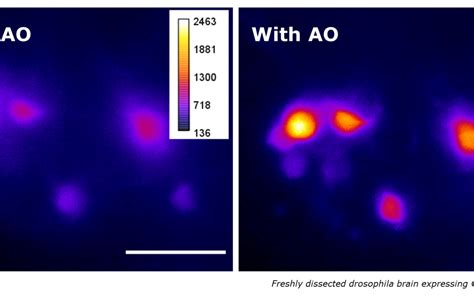 Adaptive Optics Light-Sheet Microscopy for functional Neuroimaging ...