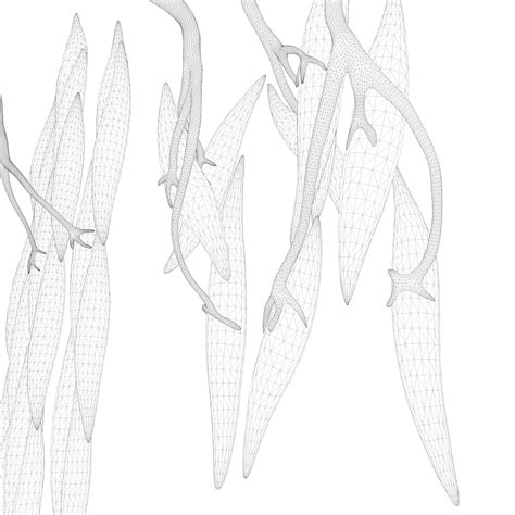 Smooth Muscle Medical Anatomy 3d Model