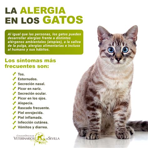 Regaño impacto Competidores como es la alergia a los gatos Responder