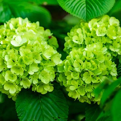 Blackwoods Co Za How To Grow Hydrangeas