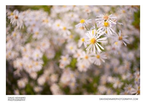Michaelmas daisies (Aster sp.) (I) · David Kennard Photography