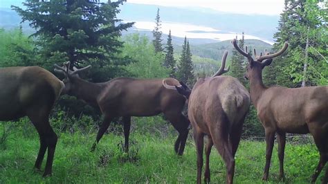 Bull Elk Bachelor Herd Chilling Out And Enjoying The Amazing View Youtube