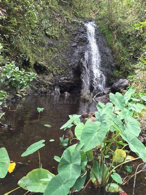 Ka Au Crater Rd Waterfall Stock Photo Image Of Plant