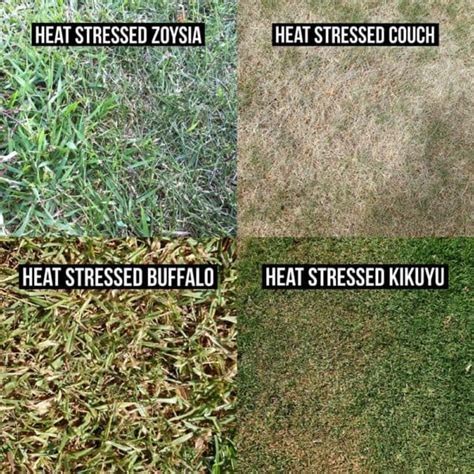 My Lawn Has Heat Stress Damage What Do I Do Now Lovegrove Turf Services