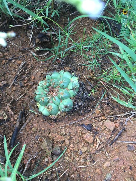 Coryphantha Elephantidens Bumamma From Oaxaca Mx On October