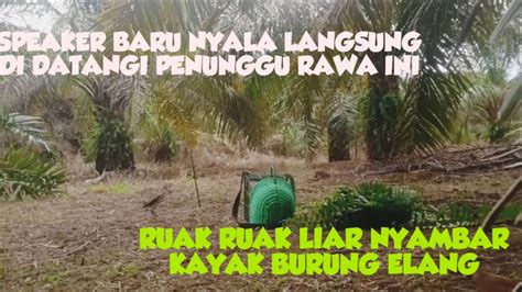 PENUNGGU RAWA LANGSUNG KELUAR MENDENGAR SUARA PIKAT RUAK RUAK YouTube