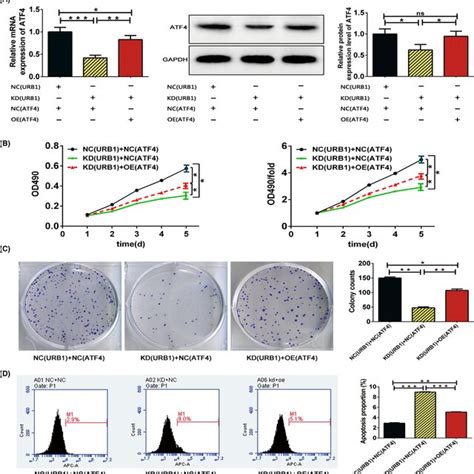 Activating Transcription Factor 4 Atf4 Overexpression Effectively