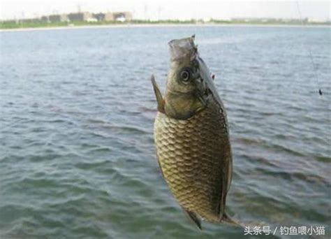 【傳釣學堂】春季釣鯽魚秘制窩料配方，附丁香酒米製作流程 每日頭條