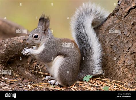 Abert S Squirrel Sciurus Aberti Stock Photo Alamy